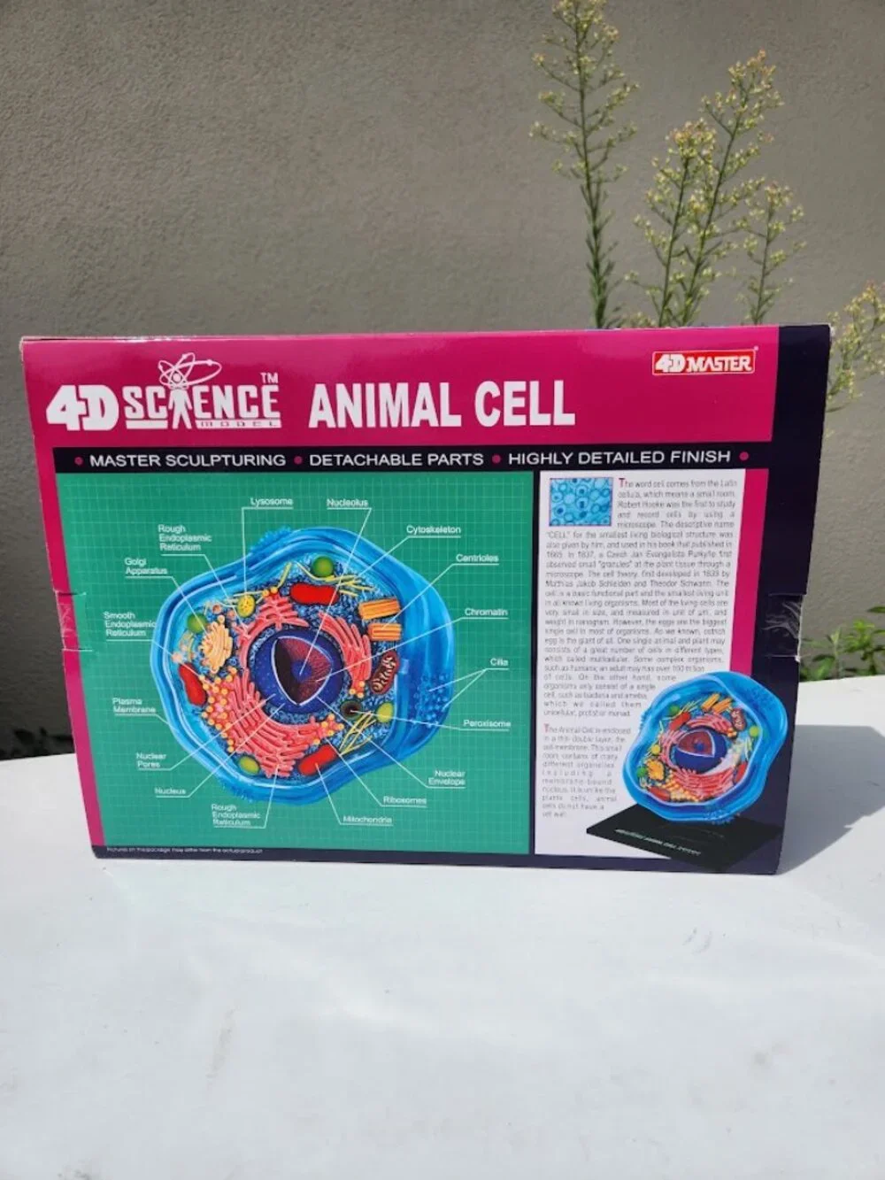 4D Science Animal Cell Anatomy Model High Quality Sculpture Highly Detailed Scho
